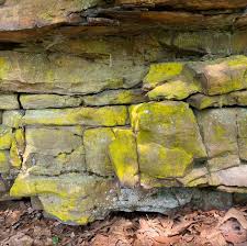 Attēlu rezultāti vaicājumam “Chrysothrix candelaris”