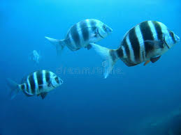 Image result for Diplodus cervinus