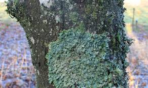 Attēlu rezultāti vaicājumam “Parmelia serrana”