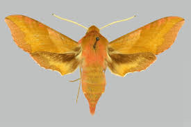 Attēlu rezultāti vaicājumam “Deilephila porcellus”