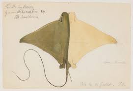 Image result for Rhinoptera brasiliensis