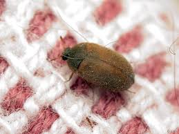 Attēlu rezultāti vaicājumam “Attagenus smirnovi”