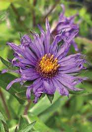 Attēlu rezultāti vaicājumam “Symphyotrichum novae-angliae flower”