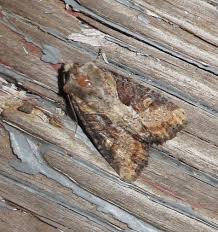 Attēlu rezultāti vaicājumam “Apamea ophiogramma”