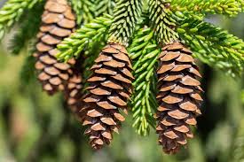 Attēlu rezultāti vaicājumam “Picea orientalis”