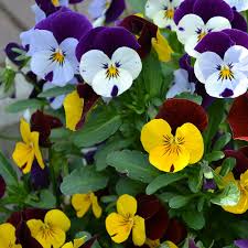 Image result for Hornveilchen