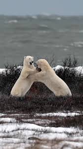 Image result for Gymnura natalensis