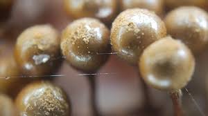 Attēlu rezultāti vaicājumam “Hemitrichia decipiens var. hemitrichoides”