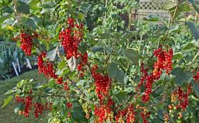Attēlu rezultāti vaicājumam “Ribes rubrum fruit”