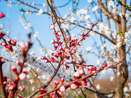 Attēlu rezultāti vaicājumam “Prunus armeniaca”