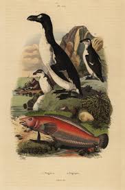 Image result for Pinguinus impennis