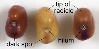Attēlu rezultāti vaicājumam “Trifolium repens fruit”