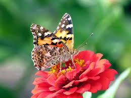 Attēlu rezultāti vaicājumam “Vanessa cardui”