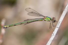 Attēlu rezultāti vaicājumam “Chalcolestes viridis”