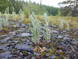 Attēlu rezultāti vaicājumam “Filago arvensis”