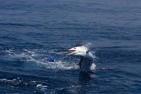 Image result for Kajikia albida