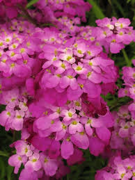 Image result for Iberis umbellata