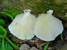 Attēlu rezultāti vaicājumam “Polyporus tuberaster”