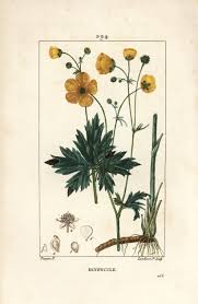 Attēlu rezultāti vaicājumam “Ranunculus acris flower”