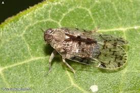 Attēlu rezultāti vaicājumam “Cixius sp.”