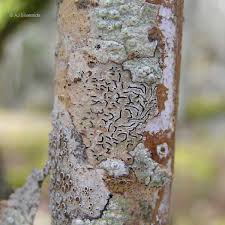 Attēlu rezultāti vaicājumam “Graphis scripta”