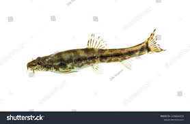 Attēlu rezultāti vaicājumam “Barbatula barbatula”