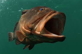 Image result for Epinephelus morio