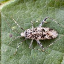 Attēlu rezultāti vaicājumam “Phytocoris longipennis”