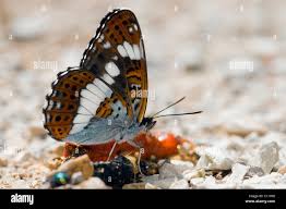 Attēlu rezultāti vaicājumam “Limenitis camilla upperside”