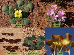 Attēlu rezultāti vaicājumam “Oxalidaceae”