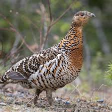 Attēlu rezultāti vaicājumam “Tetrao urogallus female”