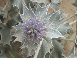 Attēlu rezultāti vaicājumam “Eryngium maritimum bud”