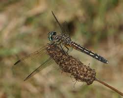 Attēlu rezultāti vaicājumam “Sympetrum danae”