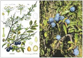 Attēlu rezultāti vaicājumam “Prunus spinosa fruit”