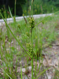 Attēlu rezultāti vaicājumam “Carex lepidocarpa leaf”