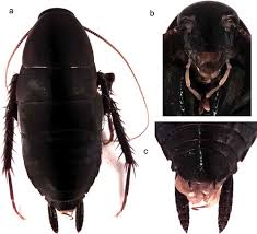 Attēlu rezultāti vaicājumam “Blattoptera”