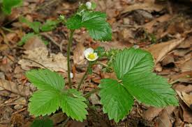 Attēlu rezultāti vaicājumam “Fragaria vesca”