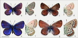 Attēlu rezultāti vaicājumam “Plebejus argyrognomon underside”