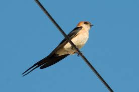 Image result for Cecropis daurica