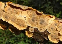 Attēlu rezultāti vaicājumam “Stereum rugosum”