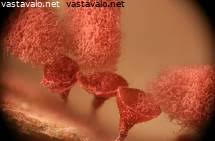 Attēlu rezultāti vaicājumam “Arcyria incarnata young”