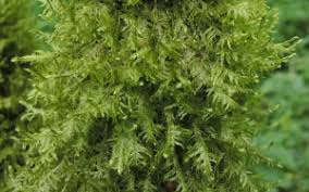 Attēlu rezultāti vaicājumam “Neckera complanata”