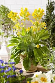 Image result for Primula veris