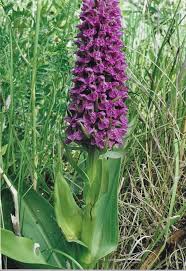 Attēlu rezultāti vaicājumam “Dactylorhiza”