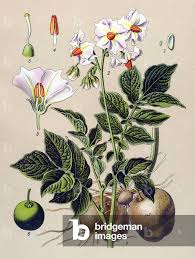 Attēlu rezultāti vaicājumam “Solanum tuberosum”