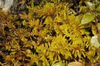 Attēlu rezultāti vaicājumam “Palustriella decipiens”