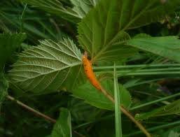 Attēlu rezultāti vaicājumam “Triphragmium ulmariae”