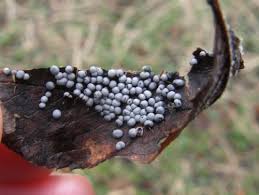 Attēlu rezultāti vaicājumam “Physarum bivalve”