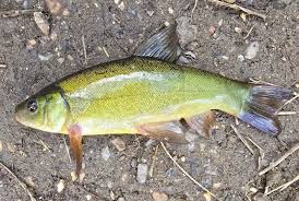 Image result for Tinca tinca