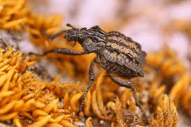 Image result for Brachycerus undatus